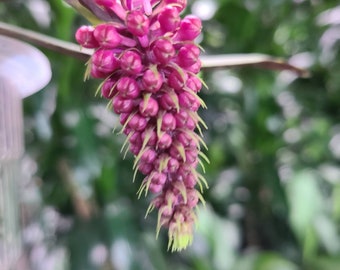 Robiquetia cerina 'Red'