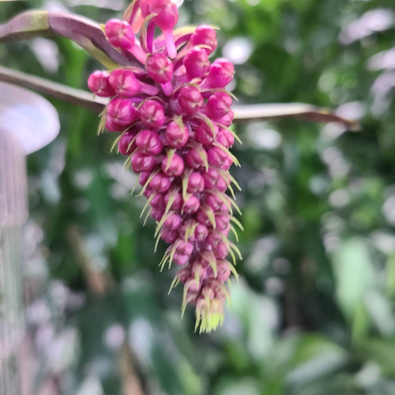 Robiquetia cerina 'Red' afbeelding 1