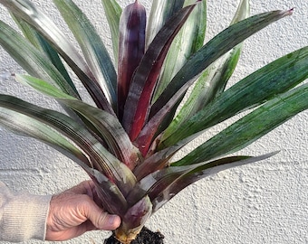 Neoregelia 'Bird Rock" ( Cutting )