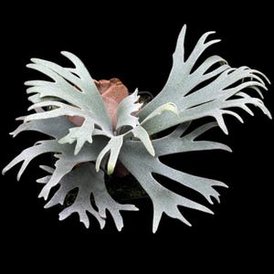 Platycerium Willinckii Jenny - Etsy
