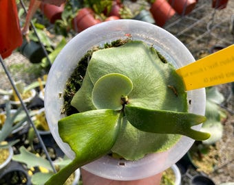 Platycerium Celso Tatsuta - Etsy