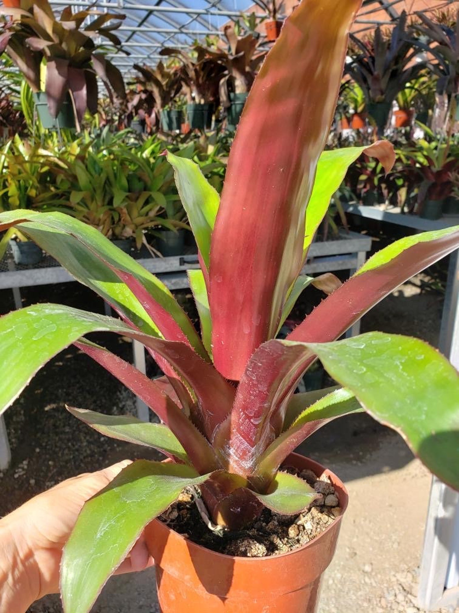 Aechmea Fulgens X Ramosa Etsy