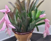 Billbergia Sanderiana - Bromeliad Cutting - Etsy