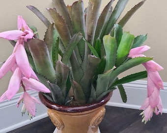 Billbergia Vittata 'domingos Martins' Bromeliad - Etsy
