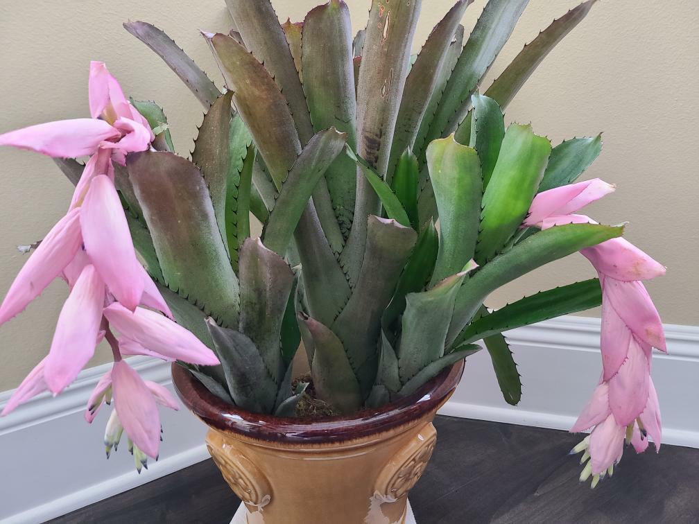 Billbergia Sanderiana - Bromeliad Cutting - Etsy