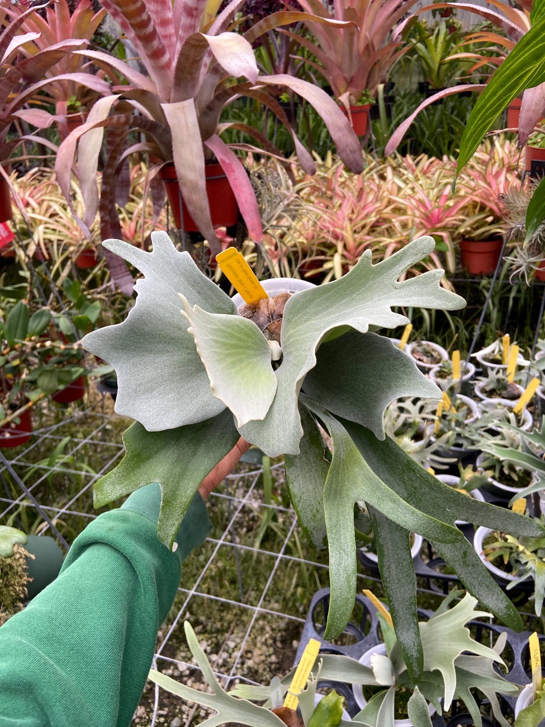Platycerium Ginka X Platinum - Pick Your Plant - Etsy