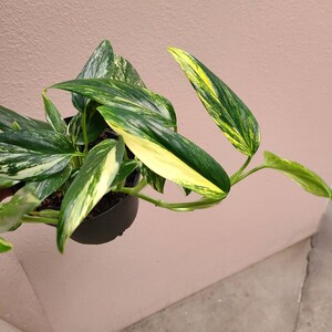 Monstera Standleyana Variegated 6 Rooted image 3