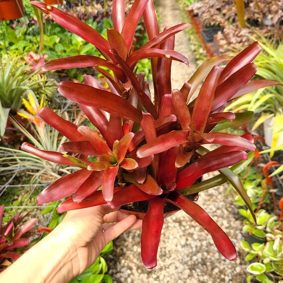 Bola de fuego Neoregelia - Etsy México Bola de fuego Neoregelia - Etsy México