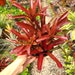 see more listings in the Neoregelia section