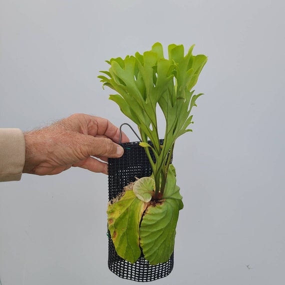 Platycerium Ridleyi Etsy