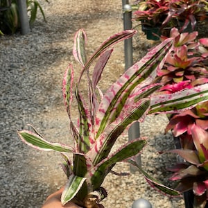 Aechmea Orlandiana 'reverse Ensign' - Etsy