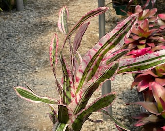 Billbergia Vittata 'domingos Martins' Bromeliad - Etsy