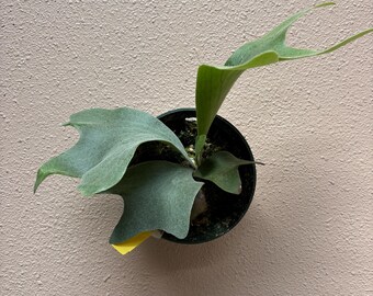 Platycerium Willinckii Spur 