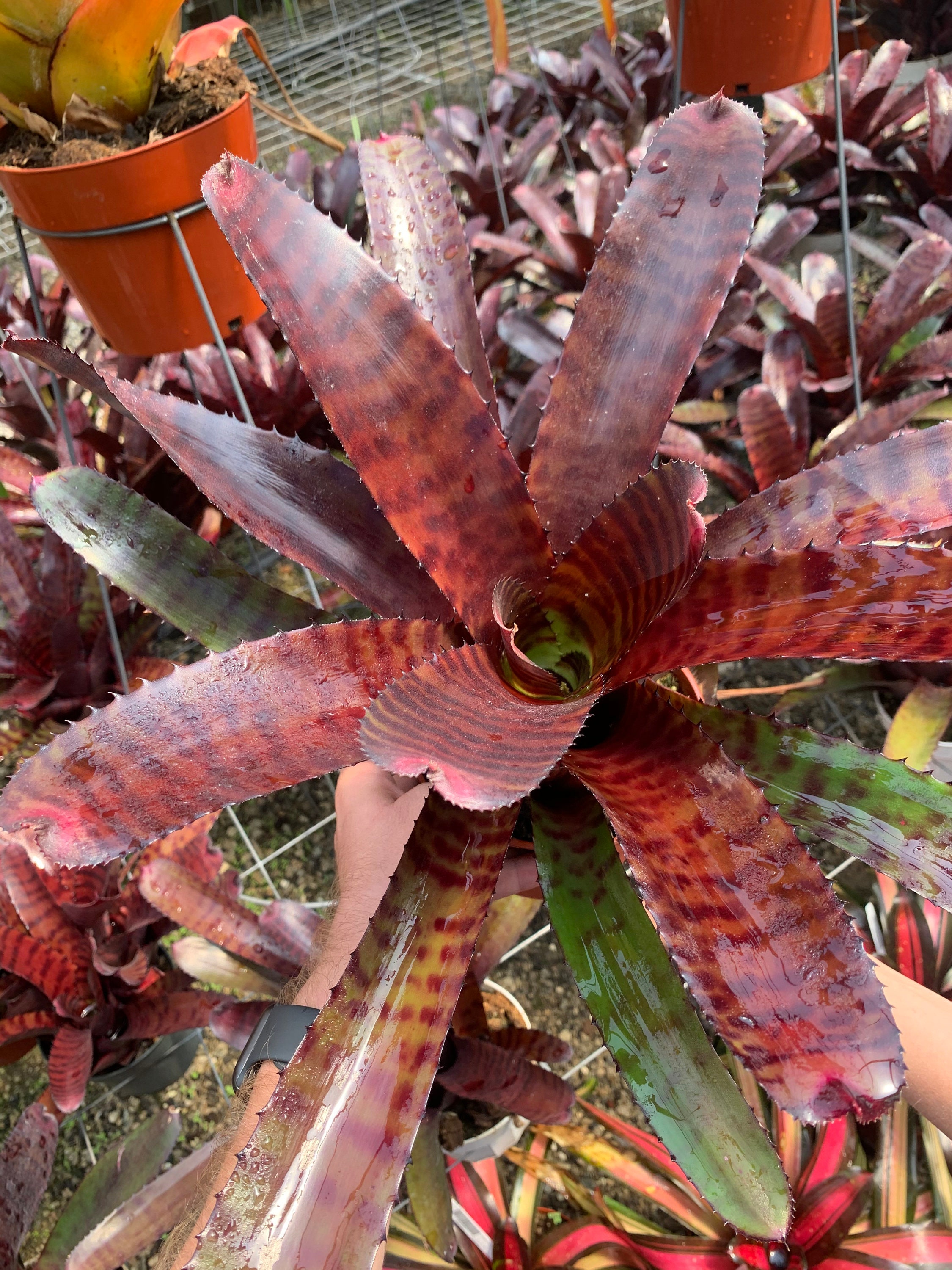 Neoregelia 'red Tiger' - 6