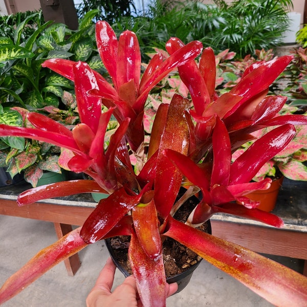 Neoregelia Super Fireball " single cutting "