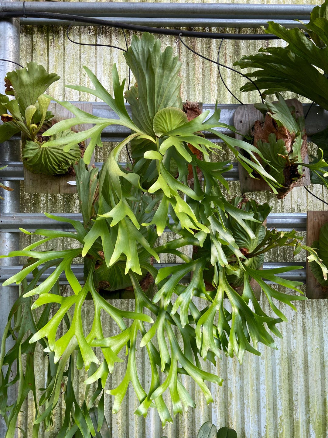 Platycerium 'mt. Kitshakood' - Etsy
