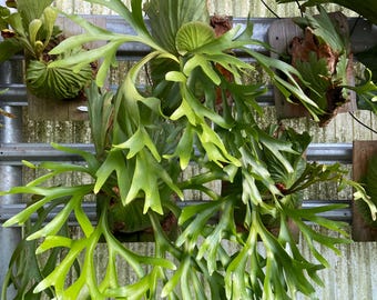 Platycerium Ginka X Platinum - Pick Your Plant - Etsy
