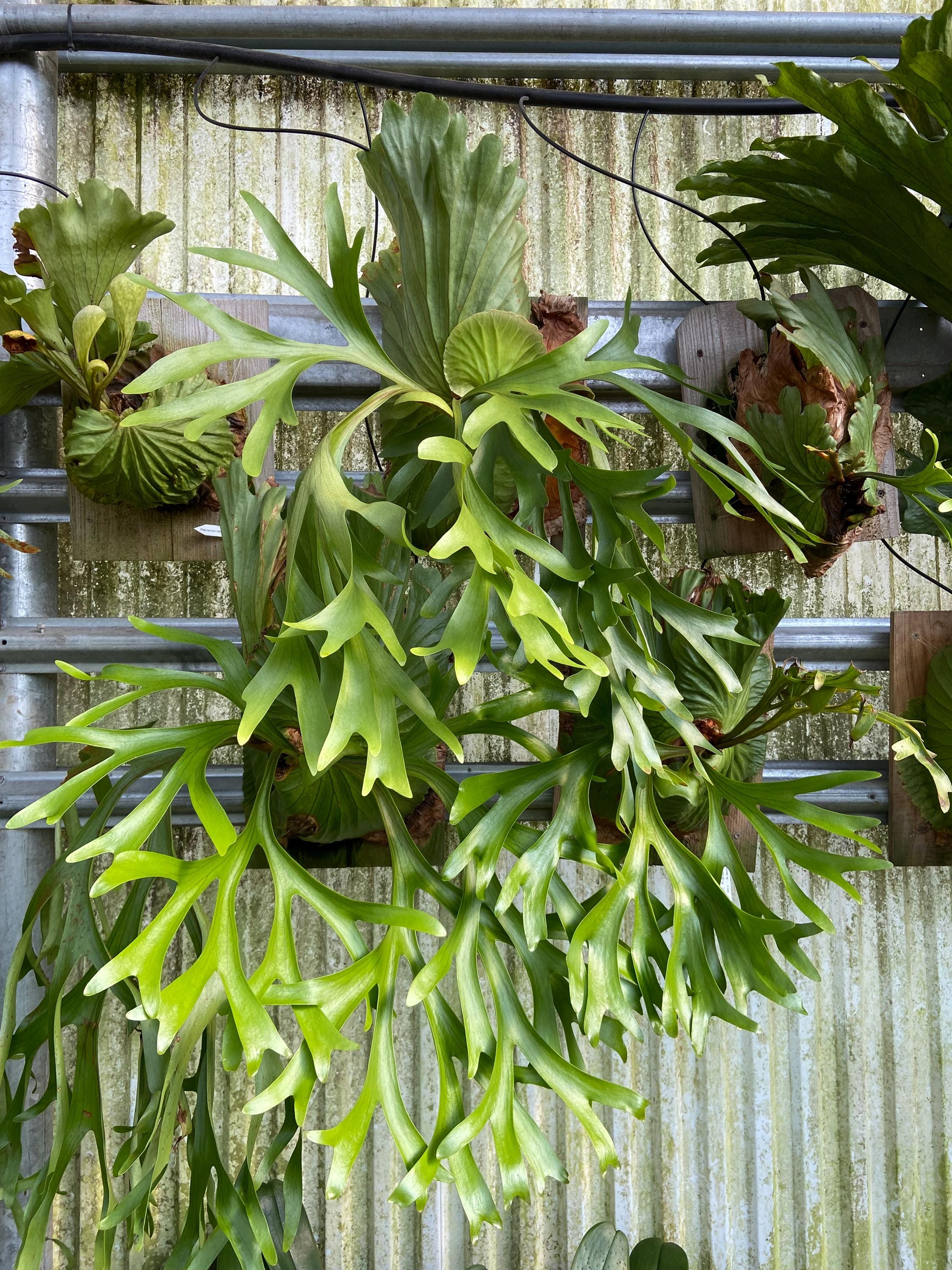 Platycerium 'mt. Kitshakood' - Etsy
