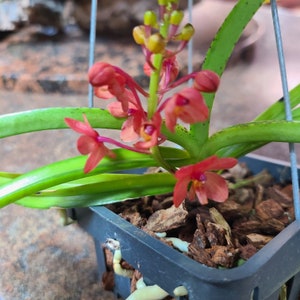 Vanda curvifolia image 1