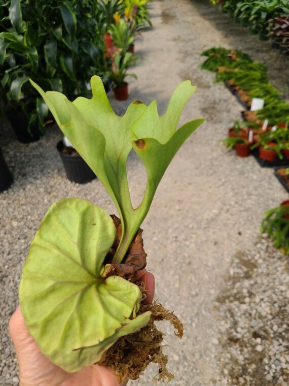 Platycerium Ridleyi Etsy Platycerium Ridleyi Etsy