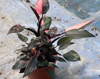 Princesse rose Philodendron