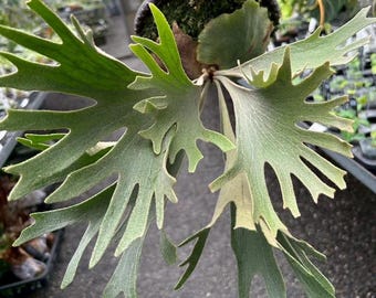 Platycerium 'mt. Kitshakood' - Etsy