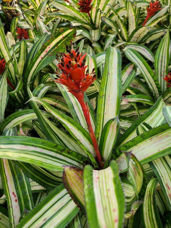 ブロメリア・エアープランツ Aechmea Orlandiana Ensign Reverse Aechmea orlandiana 'Ensign' (reverse) - Bird Rock Tropicals