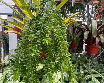 Huperzia Nummulariifolia - Etsy