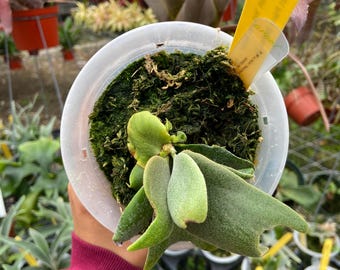 Platycerium Ridleyi Dwarf Silver - Pick Your Plant - Etsy