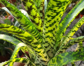 Bromeliad Aechmea Star of Linda - Live Plant - Etsy