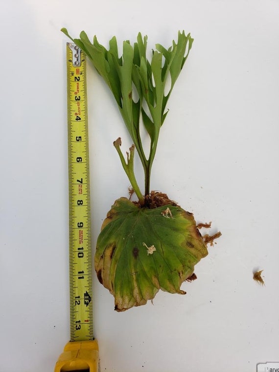 Platycerium Ridleyi Etsy