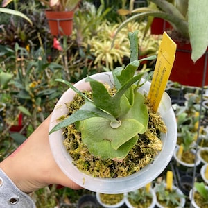 Platycerium Willinckii Jenny - Etsy