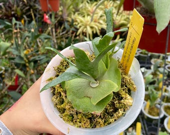 Platycerium Jenny, TC - Etsy