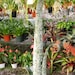 see more listings in the Misc. Bromeliads section