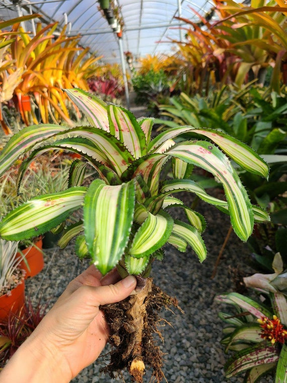 ブロメリア・エアープランツ Aechmea Orlandiana Ensign Reverse Aechmea orlandiana 'Ensign' - Bird Rock Tropicals