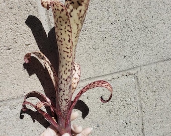 Billbergia 'Casa Blanca'