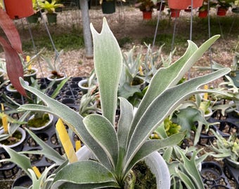Platycerium Ridleyi Dwarf Silver - Pick Your Plant - Etsy