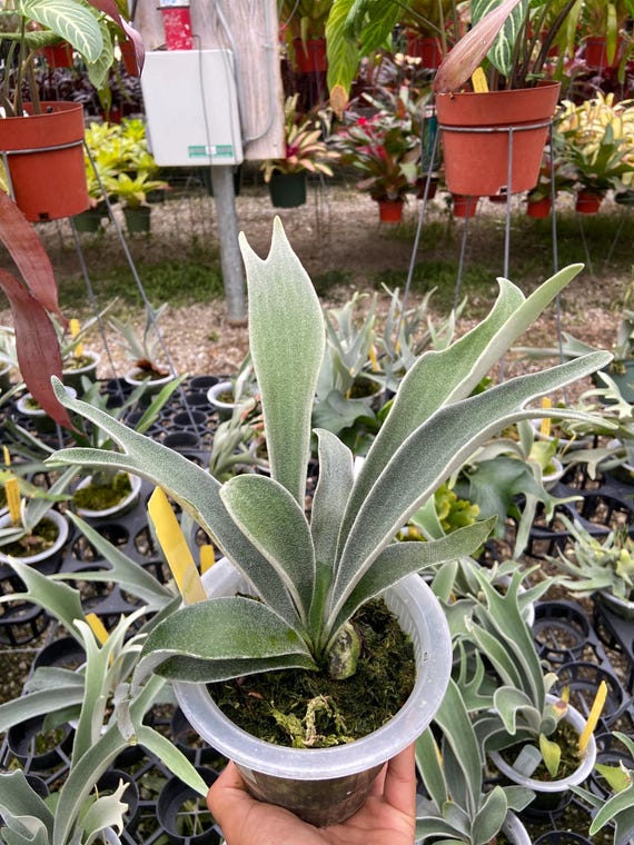Platycerium 'ginka' X P. 'veitchii Wild' - Etsy