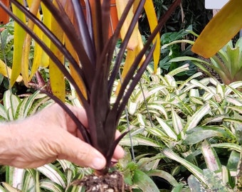 Aechmea Black on black cutting