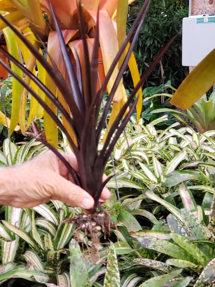 Aechmea 'black on Black' - Bromeliad Cutting - Etsy