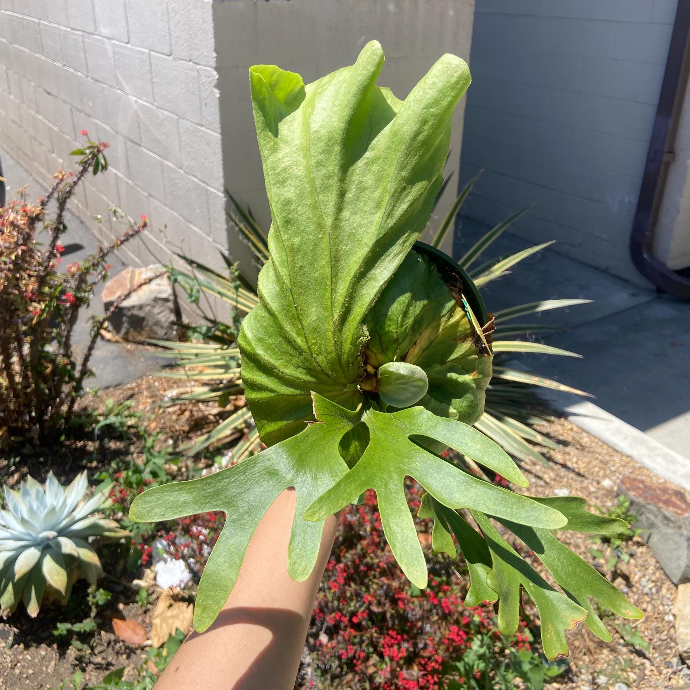 Platycerium 'mt. Kitshakood' - Etsy