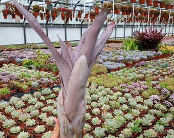 Aechmea Malva unrooted cutting