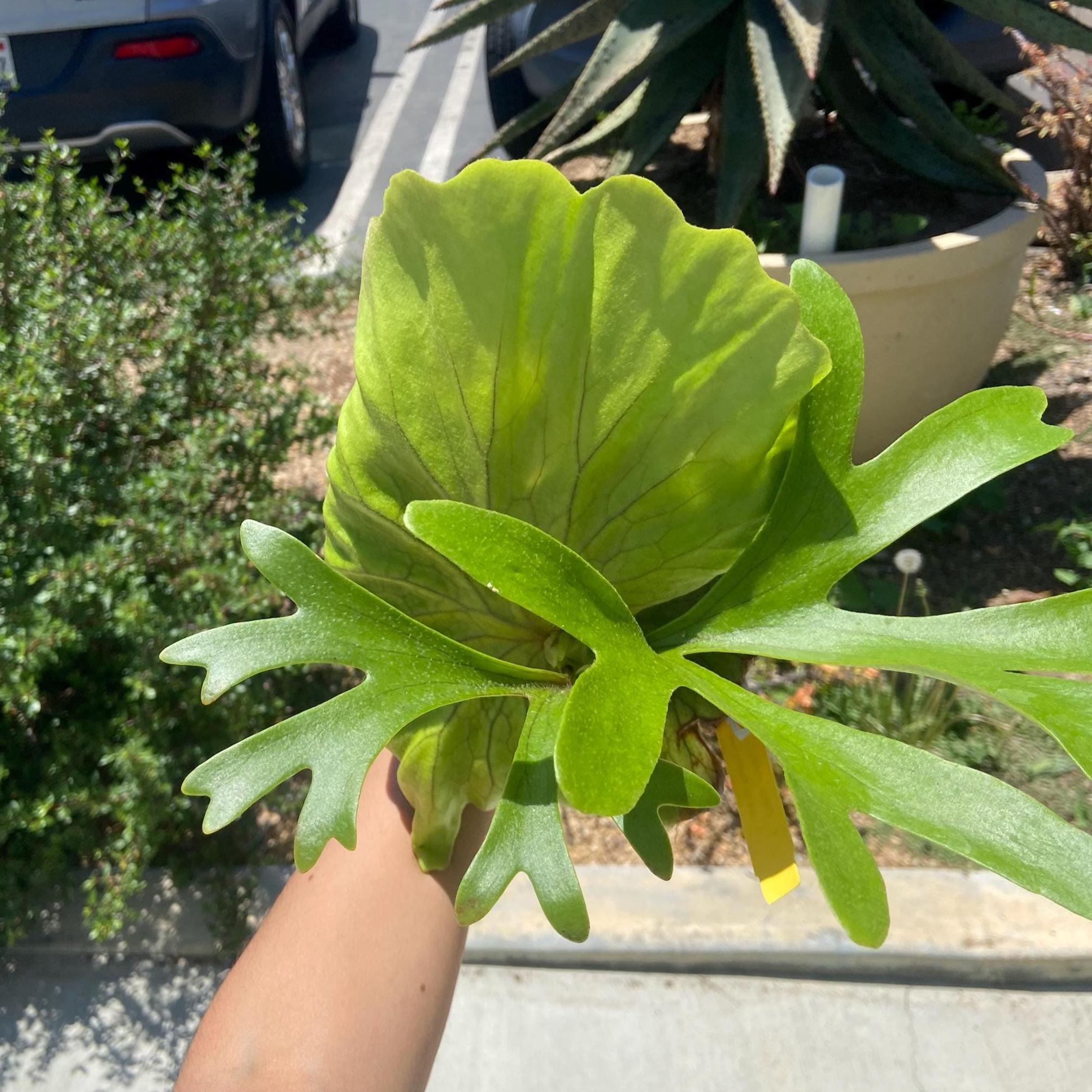 Platycerium 'mt. Kitshakood' - Etsy