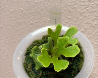 Platycerium Ridleyi Dwarf Sliver - Etsy