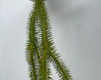 Huperzia Hang Hong - Etsy