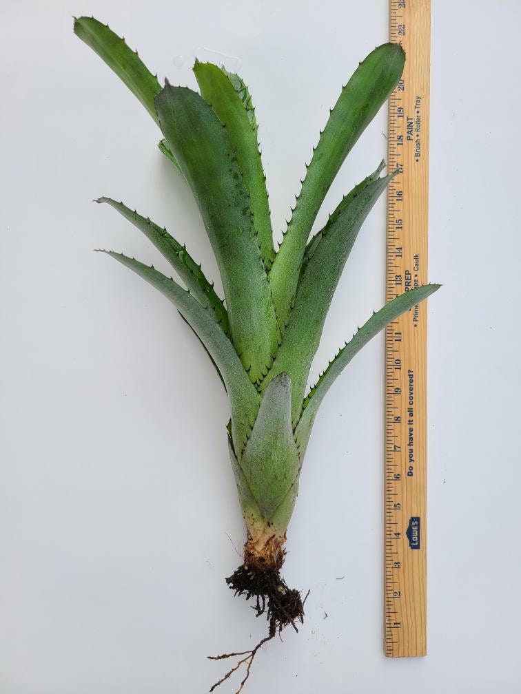 Billbergia Sanderiana - Bromeliad Cutting - Etsy