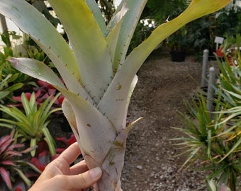 Aechmea 'Little Harv'