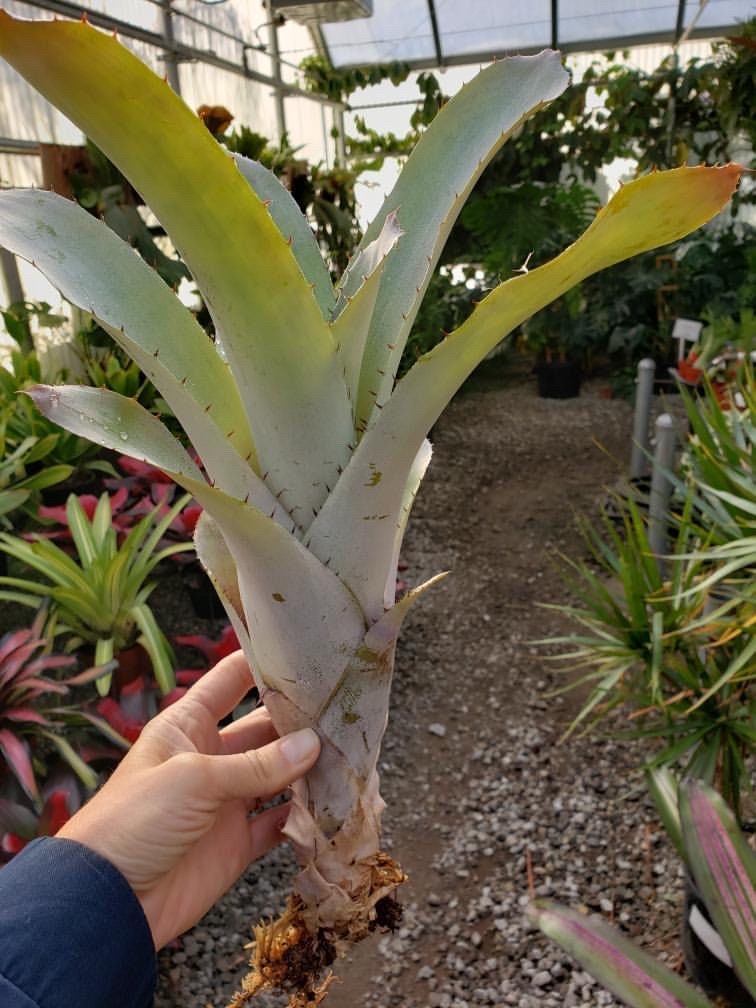 ブロメリア・エアープランツ Aechmea Little Harv variegated Aechmea Little Harv variegated - メルカリ