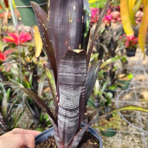 Bromeliad Darth Vader - Etsy
