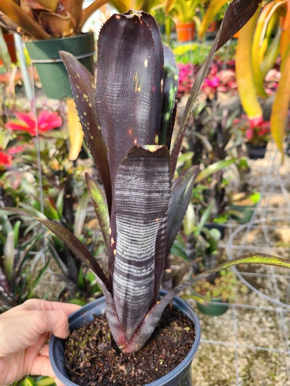 Bromeliad Billbergia Darth Vader - Etsy